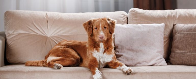 Best Furniture Fabric for Pet Owners
